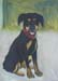 chiot_de_Sabine