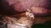 pays_Dogon_2002(26)
